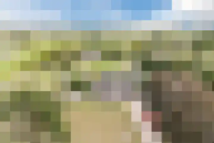 Onze Lieve Vrouwestraat 220 Zegge thumbnail 7