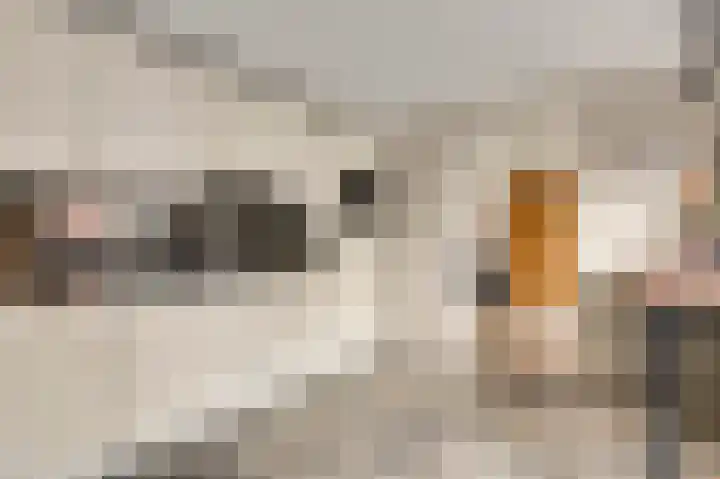 Onze Lieve Vrouwestraat 48 Ospel thumbnail 17