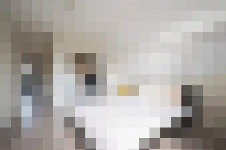 Onze Lieve Vrouwestraat 95 Zegge thumbnail 39