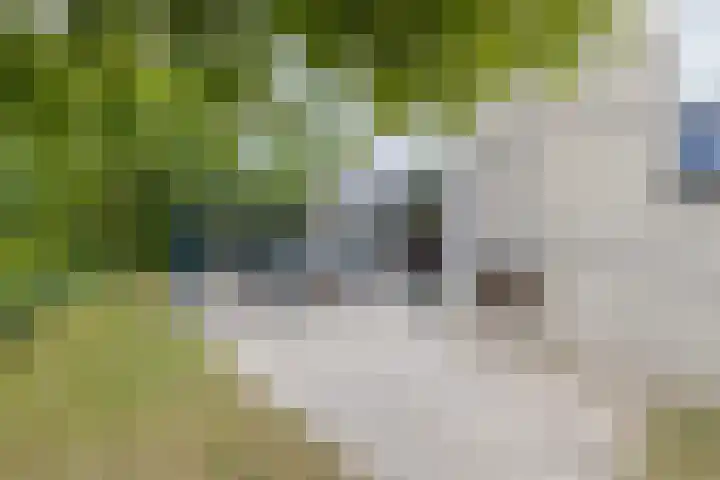Ooghduyne 205 Julianadorp thumbnail 22