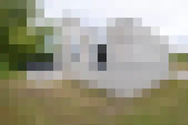 Ooghduyne 205 Julianadorp thumbnail 26