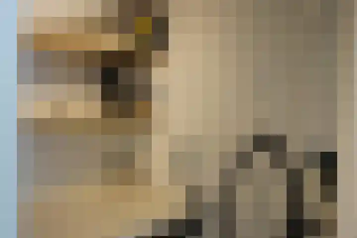 Ooghduyne 207 Julianadorp thumbnail 11