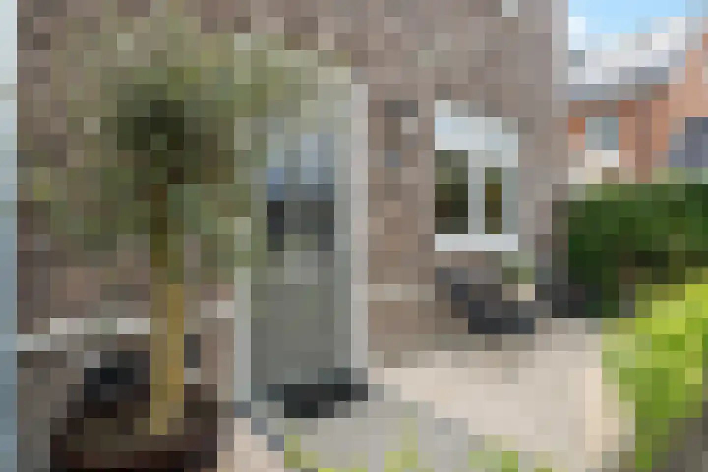 Oogsterf 2 Benthuizen thumbnail 9