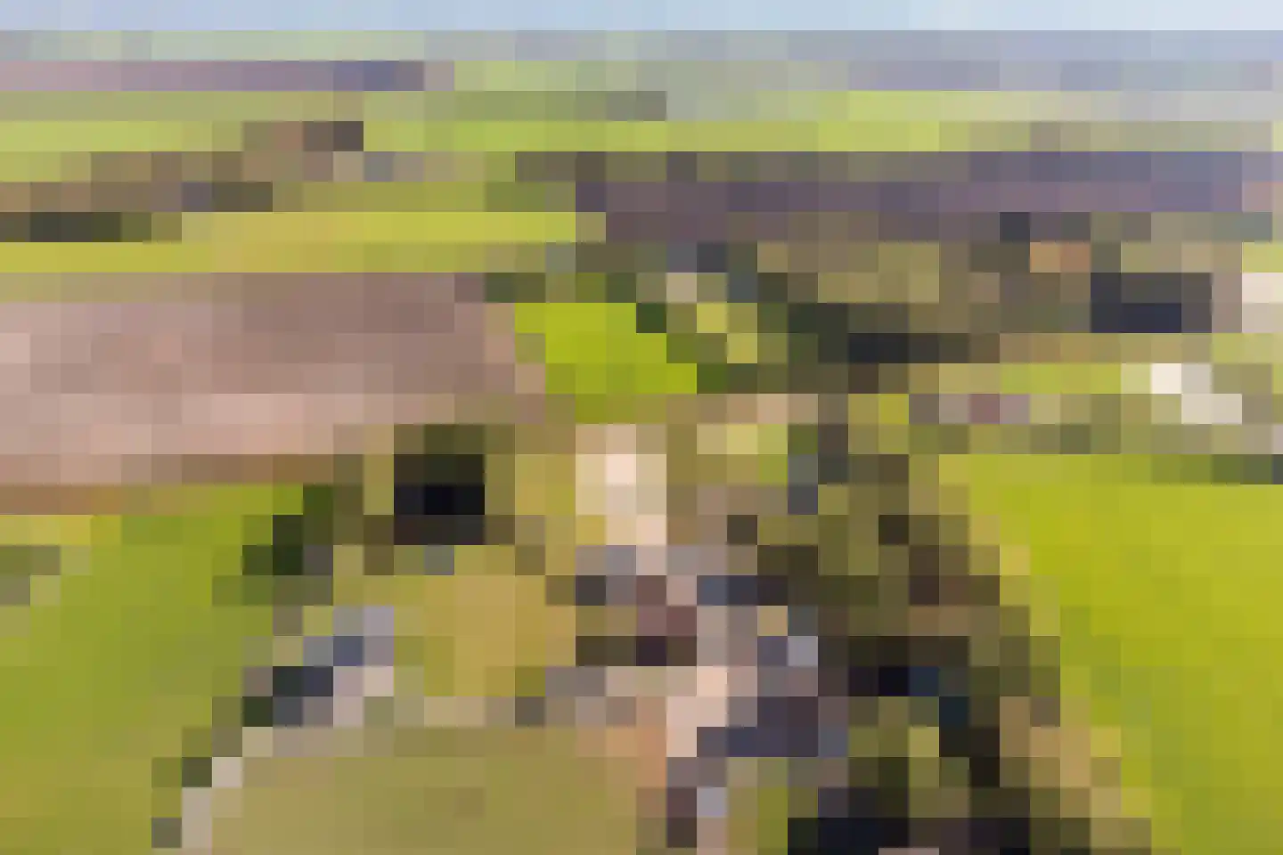Oogstlaan 6 Oude Pekela thumbnail 63