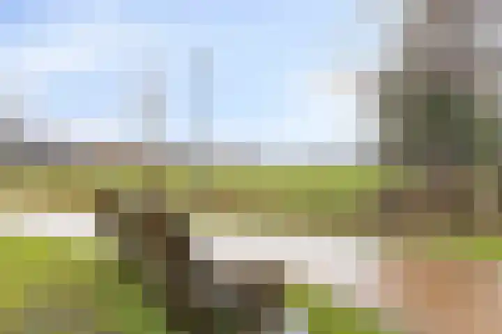 Oogstpad 10 Scherpenzeel thumbnail 33