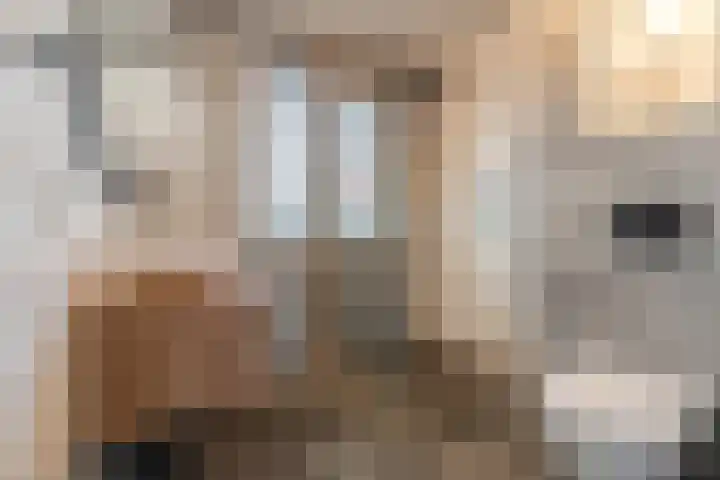 Oogstpad 4 Scherpenzeel thumbnail 30