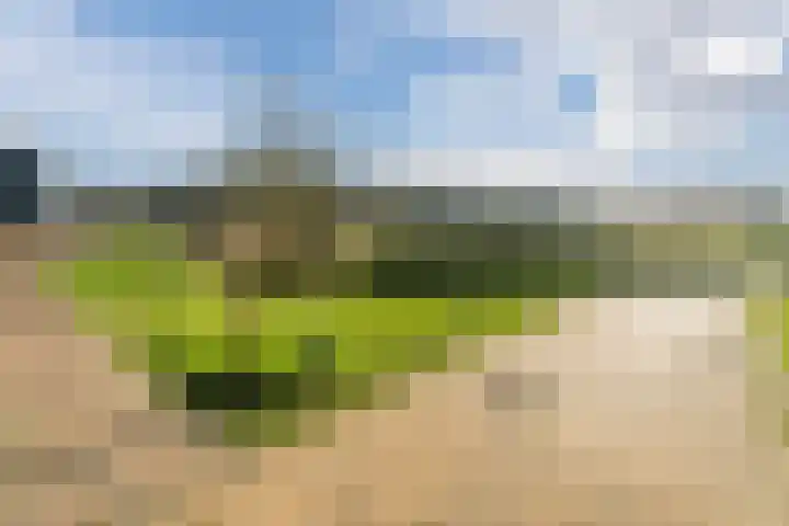 Oogstpad 4 Scherpenzeel thumbnail 47