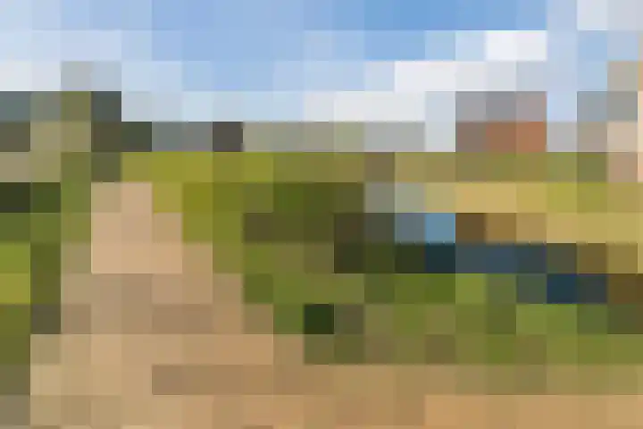 Oogstpad 4 Scherpenzeel thumbnail 49