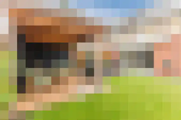 Oogstvelden 21 Best thumbnail 39