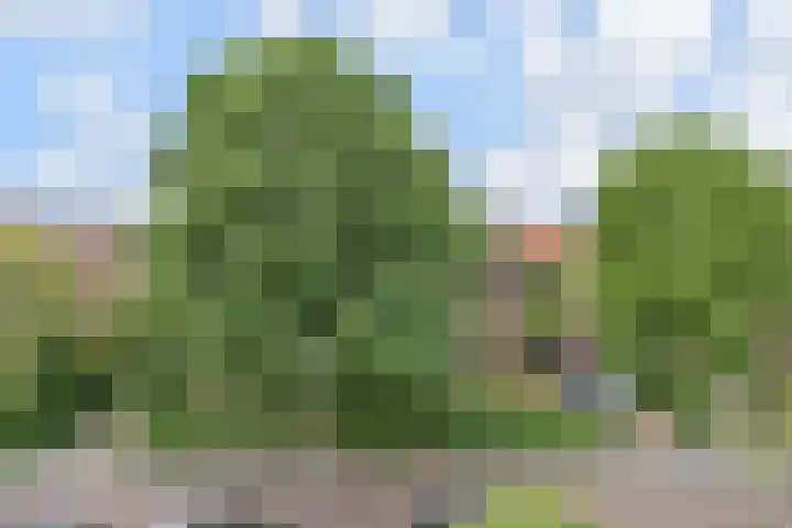 Ooievaarlaan 29 Den Haag thumbnail 37