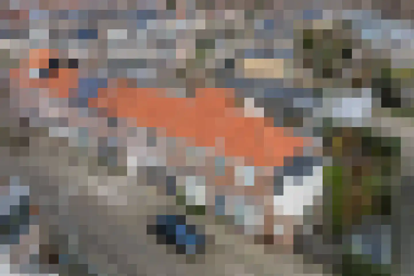 Ooievaarstraat 25 Alkmaar thumbnail 34