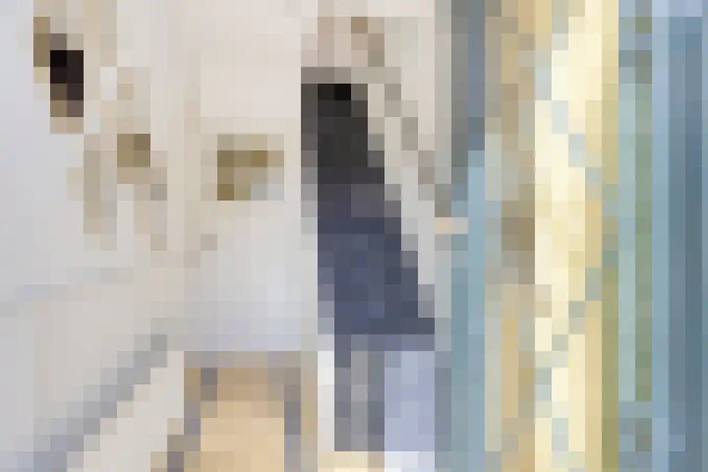 Ooievaarstraat 5 Alkmaar thumbnail 15