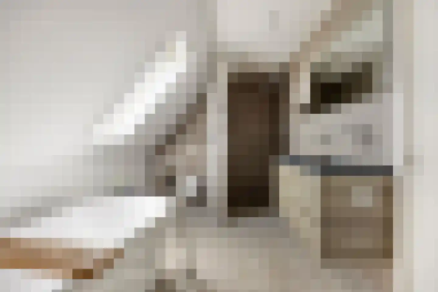 Ooigraaf 7 Ewijk thumbnail 4