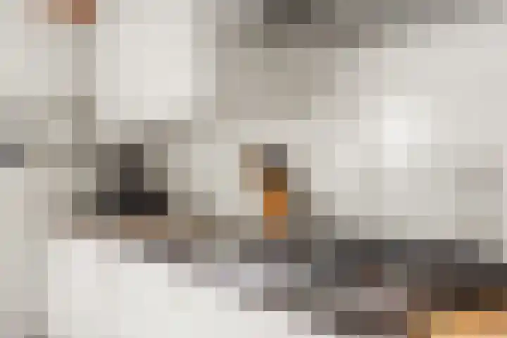 Ooijse Bandijk 9 Ooij thumbnail 36