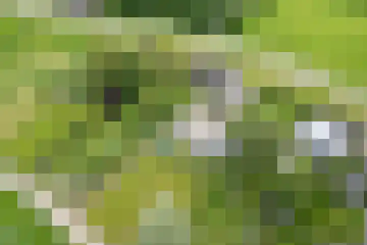 Ooijse Bandijk 9 Ooij thumbnail 40