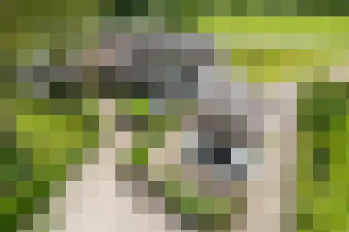 Ooijse Bandijk 9 Ooij thumbnail 43