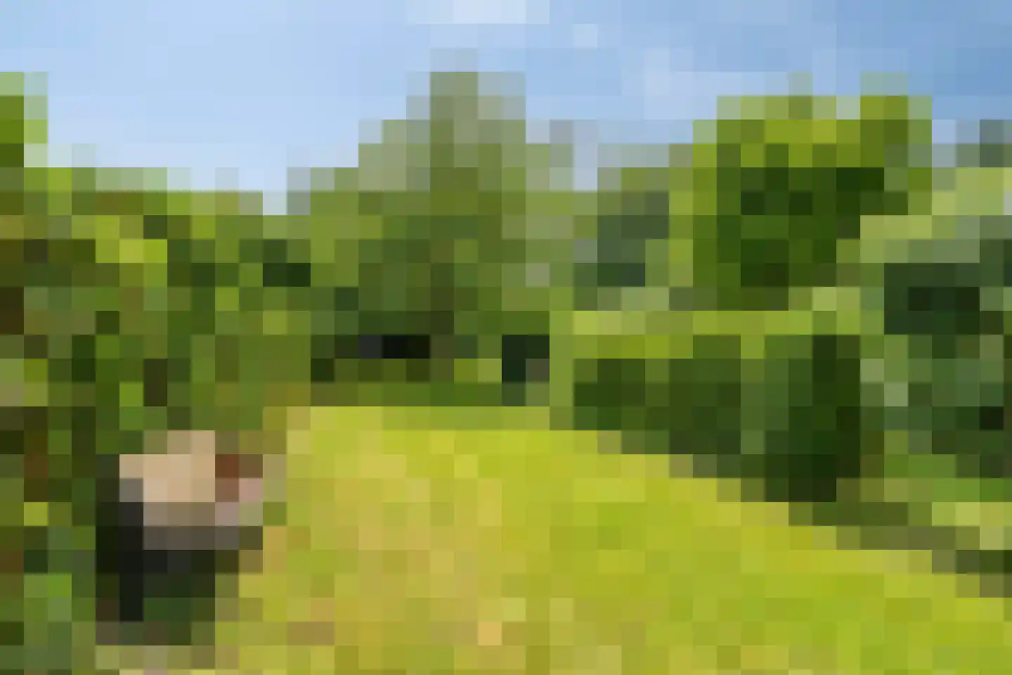 Ooipoort 5 Doesburg thumbnail 5