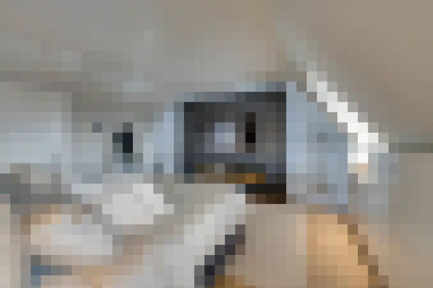 Oorgat 3 a Edam thumbnail 52