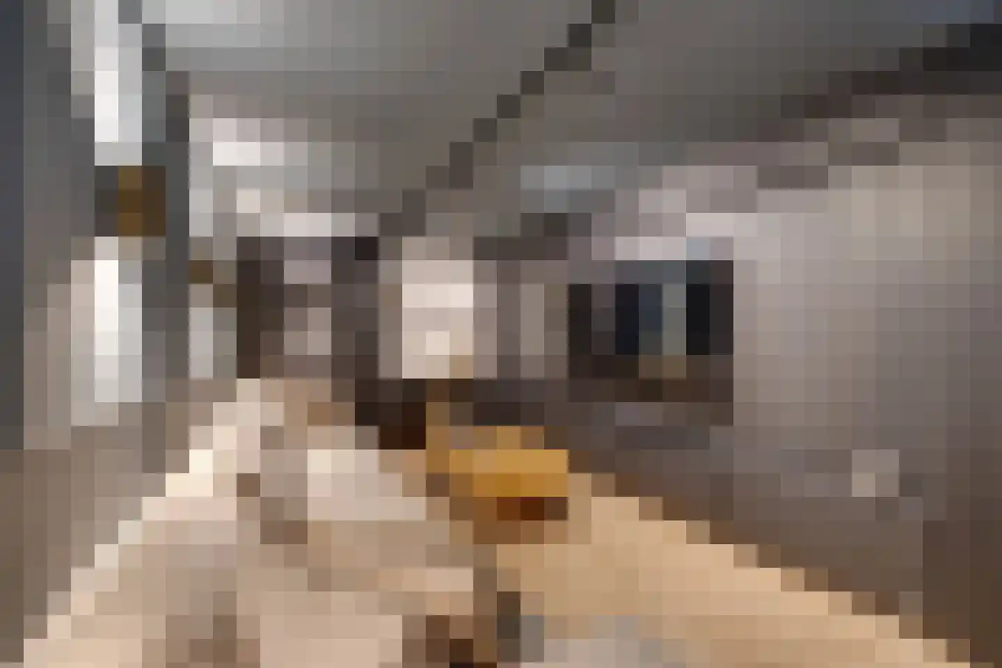 Oorgat 3 a Edam thumbnail 60