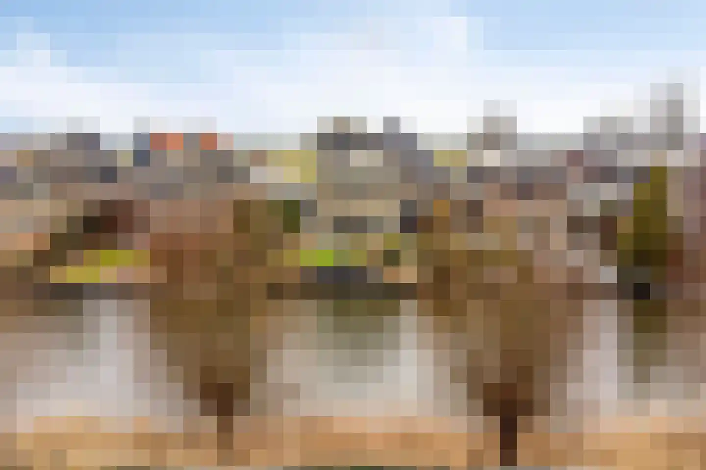 Oorgat 5 j Edam thumbnail 5