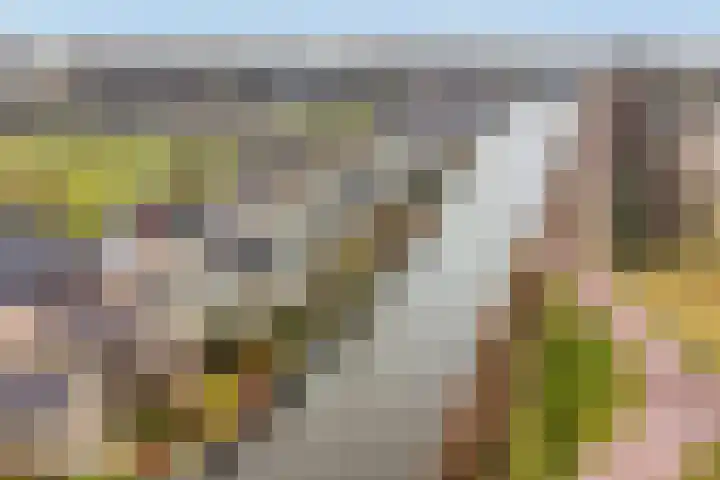 Oorgat 5 j Edam thumbnail 50