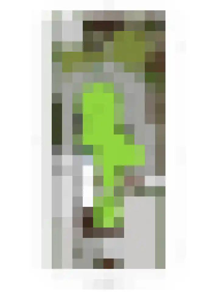 Oorgat 5 j Edam thumbnail 58