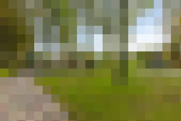 Oost-Dorsch 129 Zaandam thumbnail 37