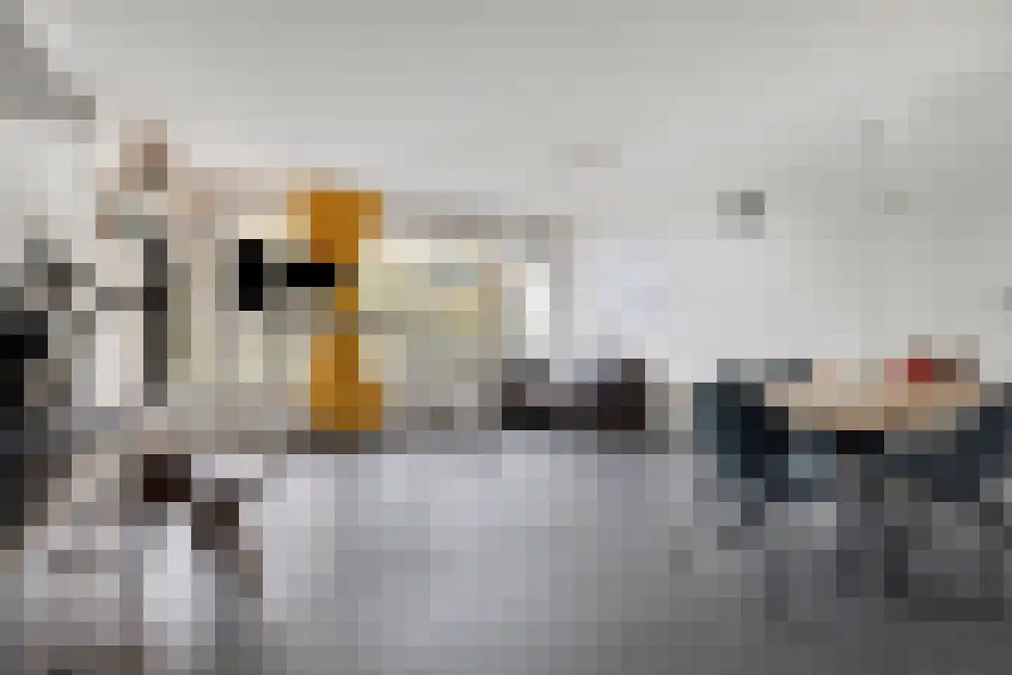 Oost-Dorsch 37 Zaandam thumbnail 6