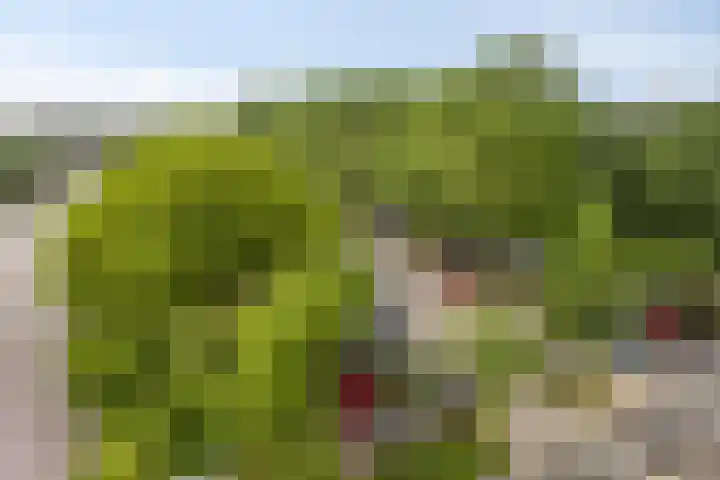 Oost-Dorsch 77 Zaandam thumbnail 20