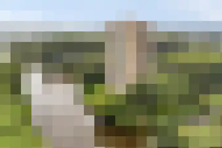Oost-Dorsch 77 Zaandam thumbnail 30