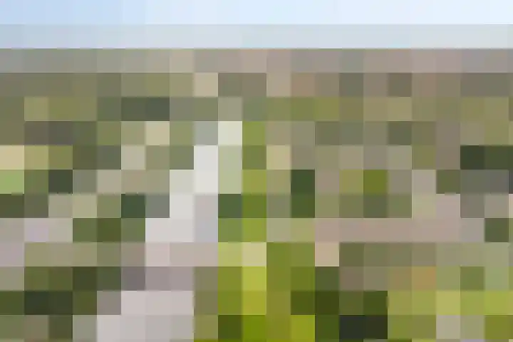 Oost-Dorsch 77 Zaandam thumbnail 31