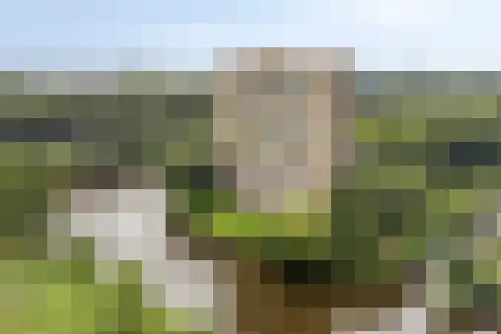 Oost-Dorsch 77 Zaandam thumbnail 32