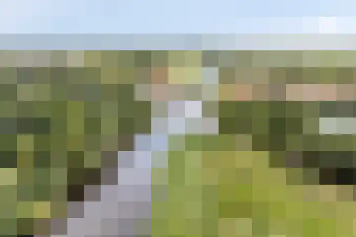 Oost-Dorsch 77 Zaandam thumbnail 34