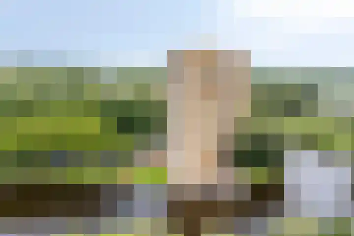 Oost-Dorsch 77 Zaandam thumbnail 37