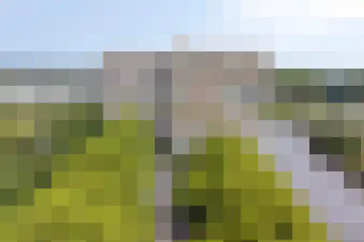 Oost-Dorsch 77 Zaandam thumbnail 40