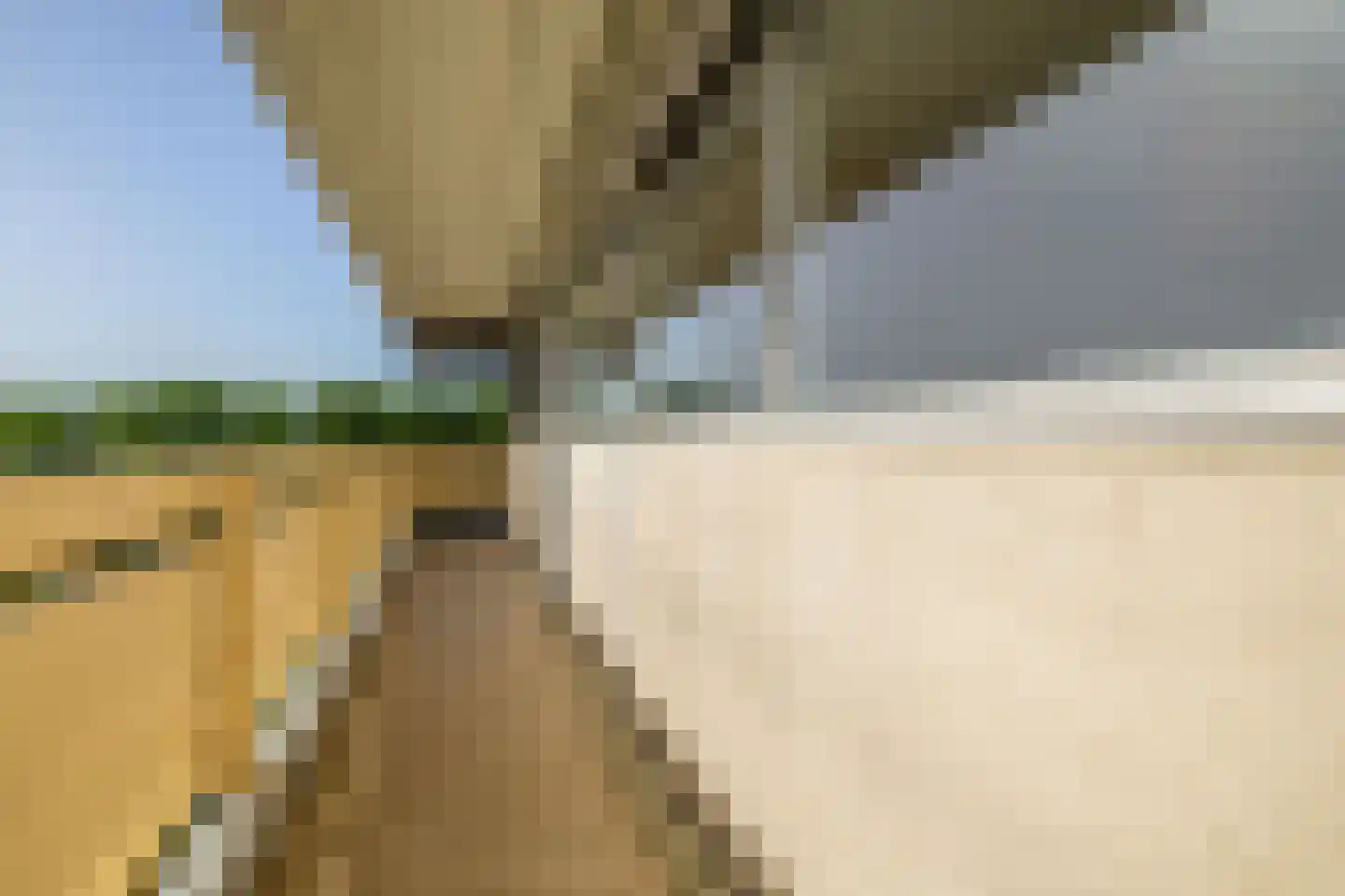 Oost-Dorsch 89 Zaandam thumbnail 6