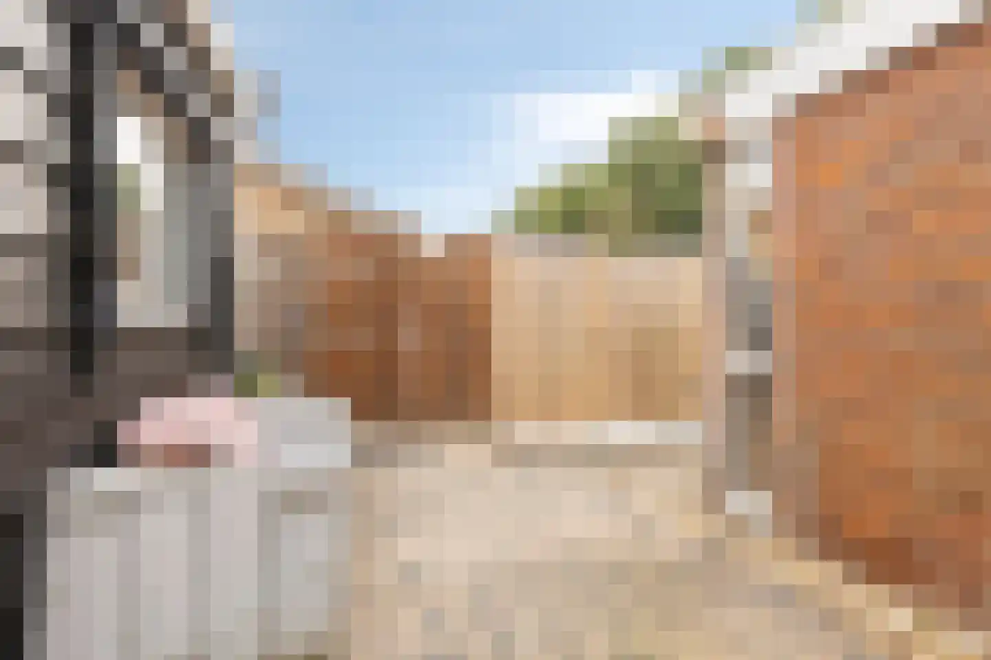 Oost Voorgors 50 Middelharnis thumbnail 25
