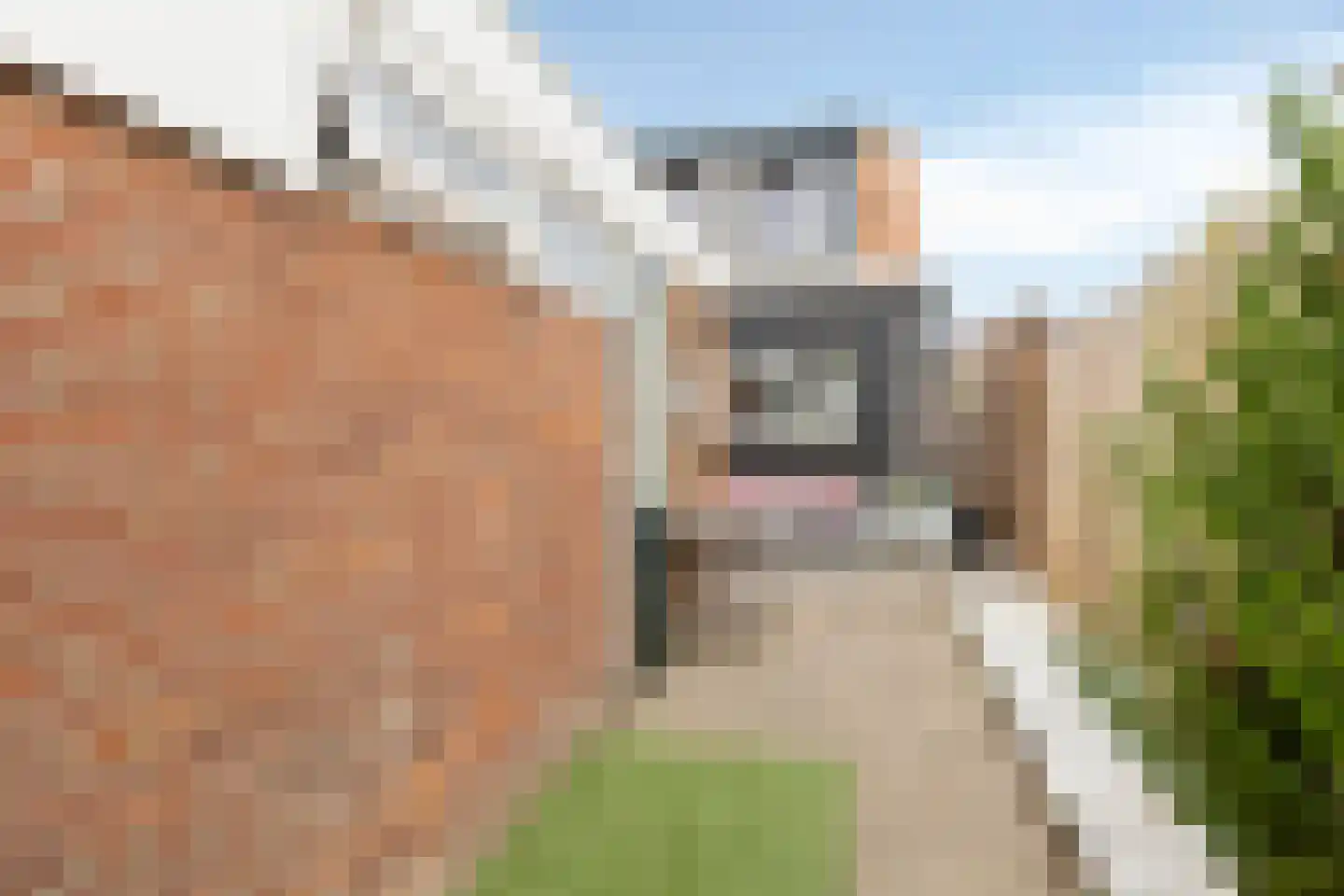 Oost Voorgors 50 Middelharnis thumbnail 29