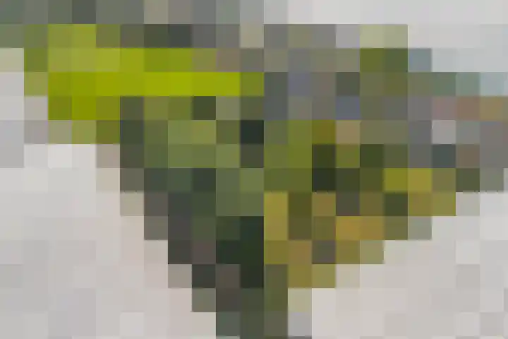 Oostbuurtseweg 42 De Lier thumbnail 98
