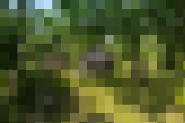 Oostdijkseweg 43 Goedereede thumbnail 65