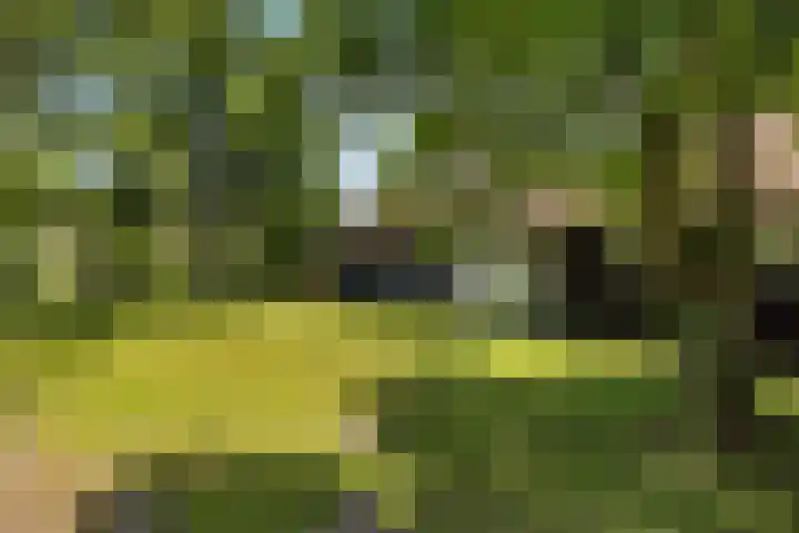Oostdijkseweg 43 Goedereede thumbnail 66