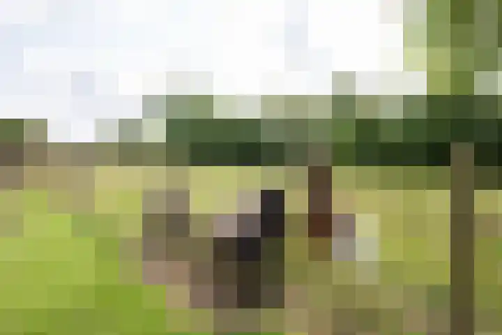Oosteinderweg 438 Aalsmeer thumbnail 47