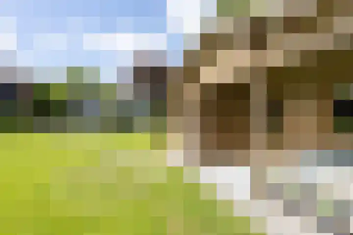 Oosteindseweg 33 Bergschenhoek thumbnail 82