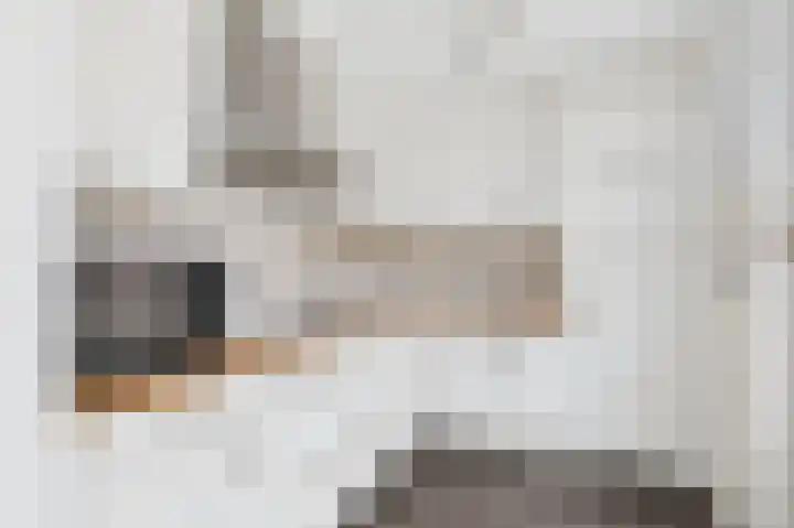 Oostelijk Bolwerk 33 Terneuzen thumbnail 11