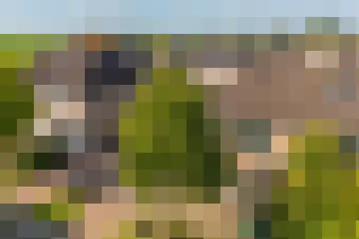Oostelijke Koppelveenweg 4 Emmer-Compascuum thumbnail 34