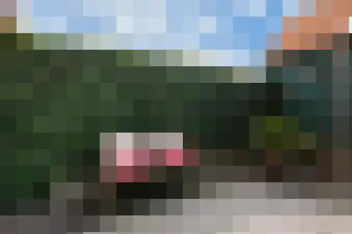 Ooster Vlaerdinge 85 Heerhugowaard thumbnail 39