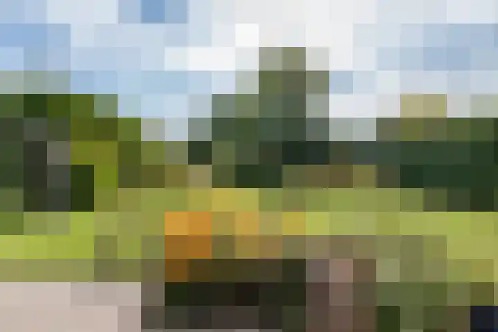Oosterblokker 131 Oosterblokker thumbnail 41