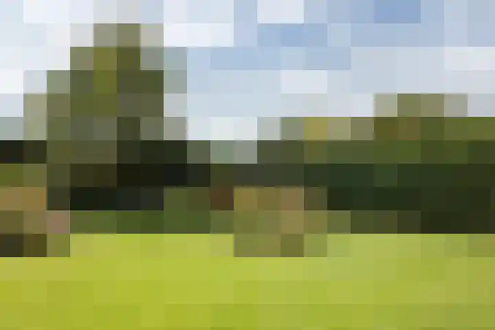 Oosterblokker 131 Oosterblokker thumbnail 42