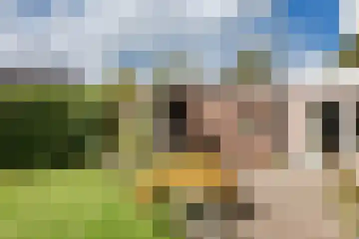 Oosterblokker 131 Oosterblokker thumbnail 48