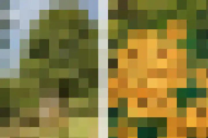 Oosterblokker 131 Oosterblokker thumbnail 49
